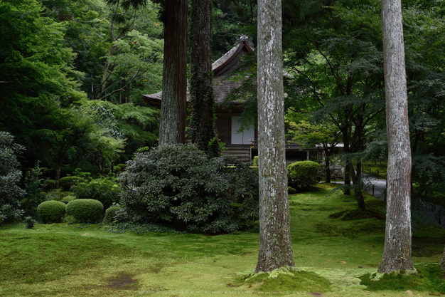 三千院,シュウカイドウ(DSC_0172,50mm,F6.3,D810)2014yaotomi_.jpg