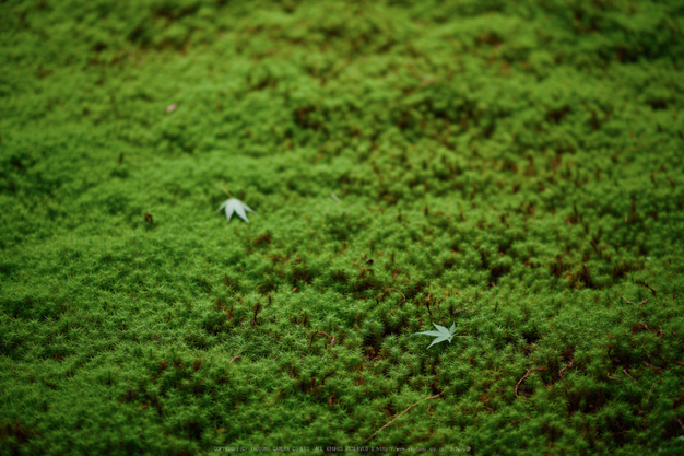 三千院,シュウカイドウ(DSC_0184,85mm,F2,D810)2014yaotomi_.jpg