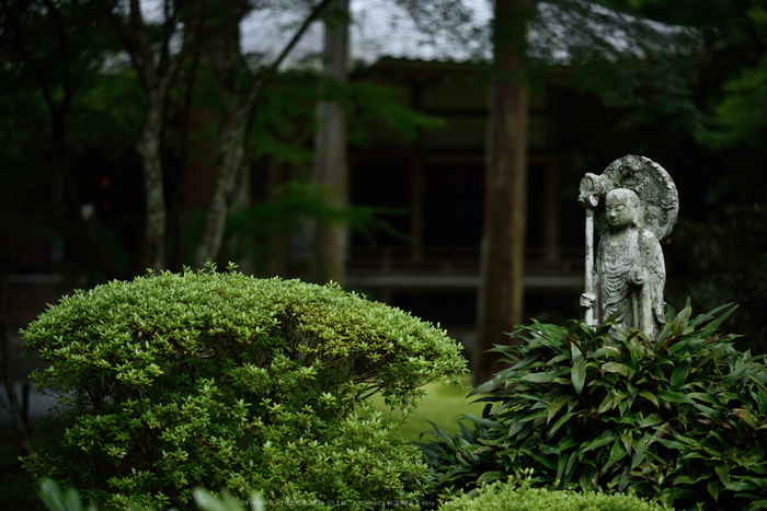 三千院,シュウカイドウ(DSC_0185,85mm,F2,D810)2014yaotomi_.jpg