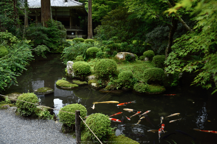 三千院,シュウカイドウ(DSC_0196,35mm,F4.5,D810)2014yaotomi_.jpg