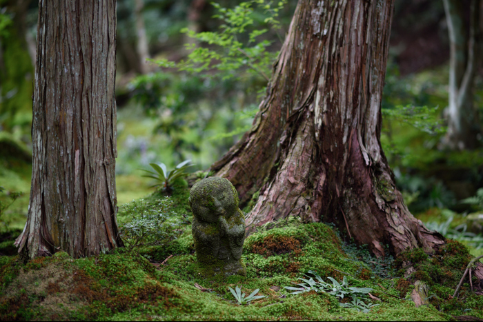 三千院,シュウカイドウ(DSC_0211,85mm,F2,D810)2014yaotomi_.jpg