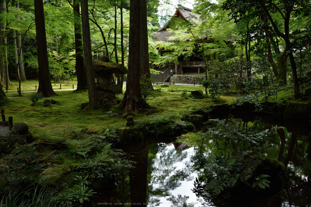 三千院,シュウカイドウ(DSC_0226,35mm,F8,D810)2014yaotomi_.jpg