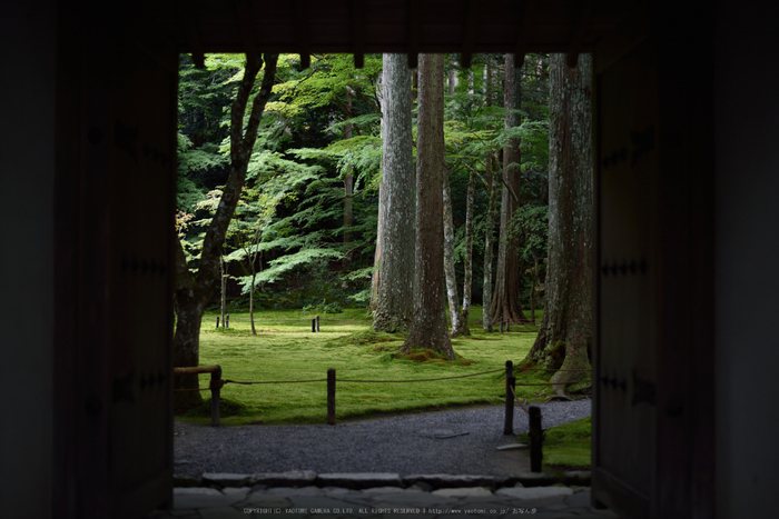 三千院,シュウカイドウ(DSC_0235,50mm,F2,D810)2014yaotomi_.jpg