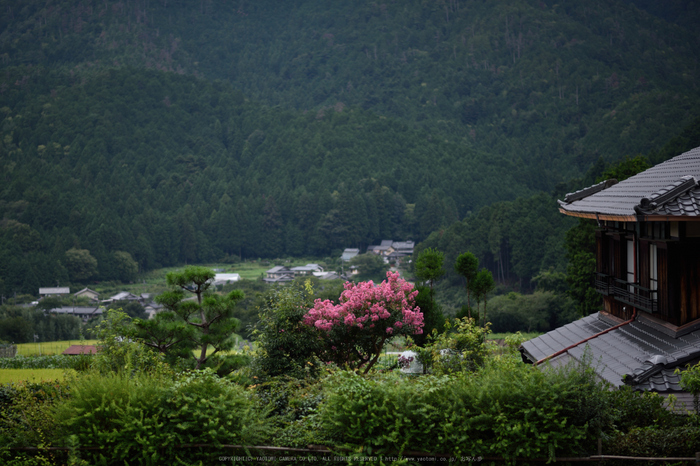 三千院,シュウカイドウ(DSC_0239,85mm,F2,D810)2014yaotomi_.jpg