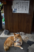 三千院,シュウカイドウ(DSC_0243,35mm,F2,D810)2014yaotomi_.jpg