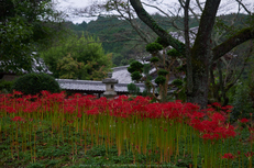 世尊寺,彼岸花(P9200031,38mm,F4,EM1)2014yaotomi_.jpg