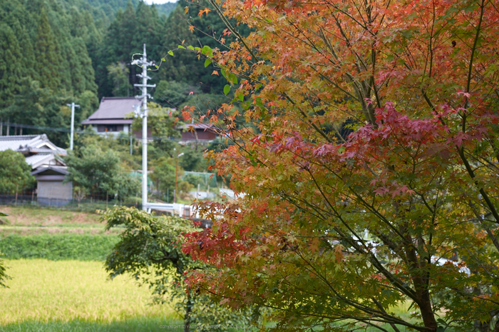 大台ケ原,9月(PK3_0026,F2.8,35mm,K3)2014yaotomi_.jpg