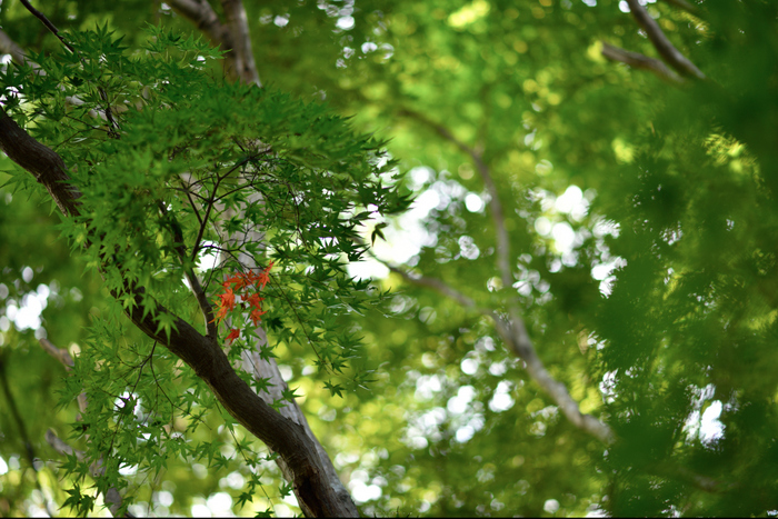 宝泉院,秋海棠(DSC_0016,85mm,F2,D810)2014yaotomi_.jpg