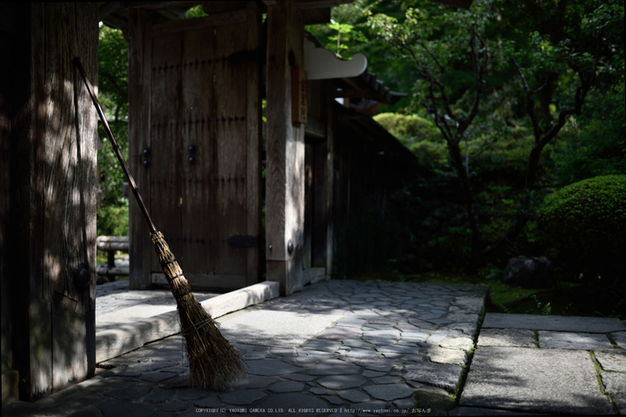 宝泉院,秋海棠(DSC_0018,35mm,F2,D810)2014yaotomi_s.jpg