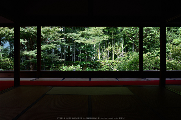 宝泉院,秋海棠(DSC_0035,35mm,F6.3,D810)2014yaotomi_.jpg