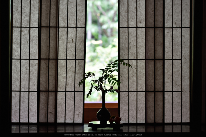 宝泉院,秋海棠(DSC_0040,85mm,F3.2,D810)2014yaotomi_.jpg
