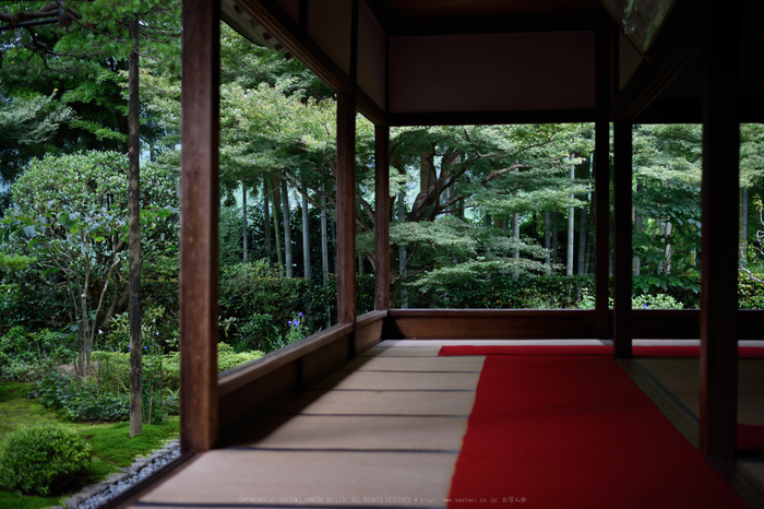 宝泉院,秋海棠(DSC_0056,50mm,F2,D810)2014yaotomi_s.jpg