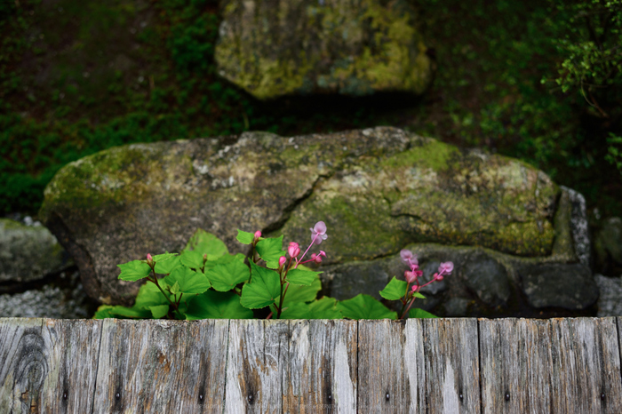 宝泉院,秋海棠(DSC_0059,50mm,F2.8,D810)2014yaotomi_s.jpg