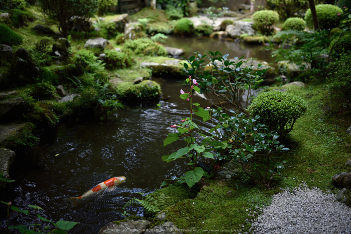 宝泉院,秋海棠(DSC_0086,35mm,F2,D810)2014yaotomi_.jpg