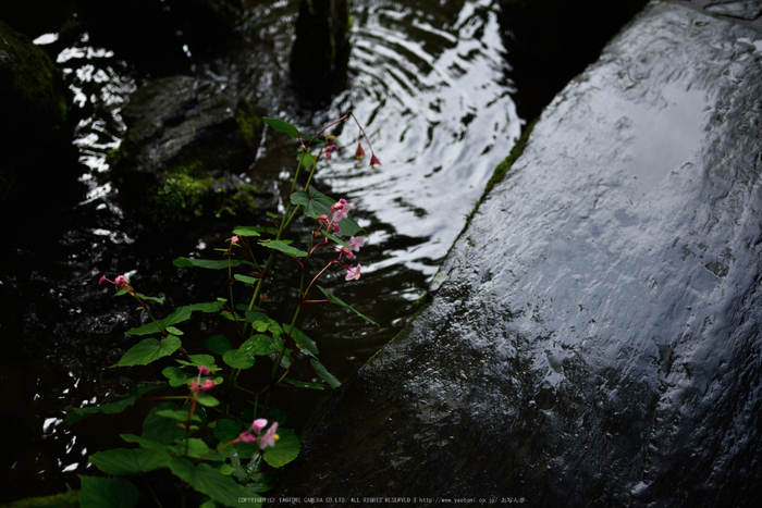 宝泉院,秋海棠(DSC_0088,35mm,F2,D810)2014yaotomi_.jpg