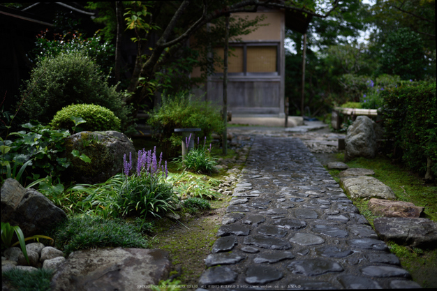 宝泉院,秋海棠(DSC_0089,35mm,F1.8,D810)2014yaotomi_.jpg