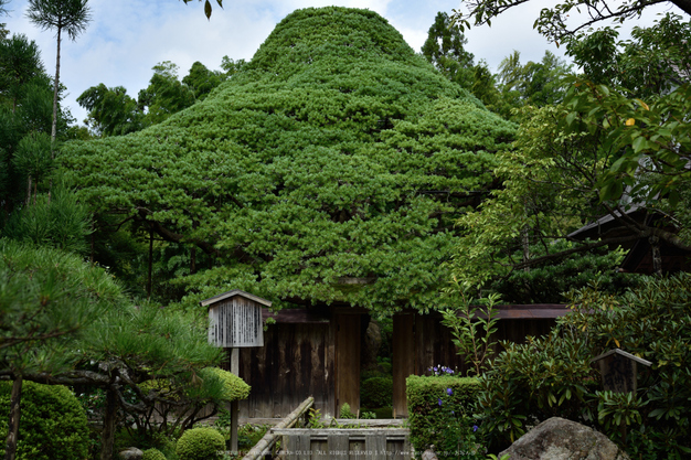 宝泉院,秋海棠(DSC_0094,35mm,F4.5,D810)2014yaotomi_.jpg