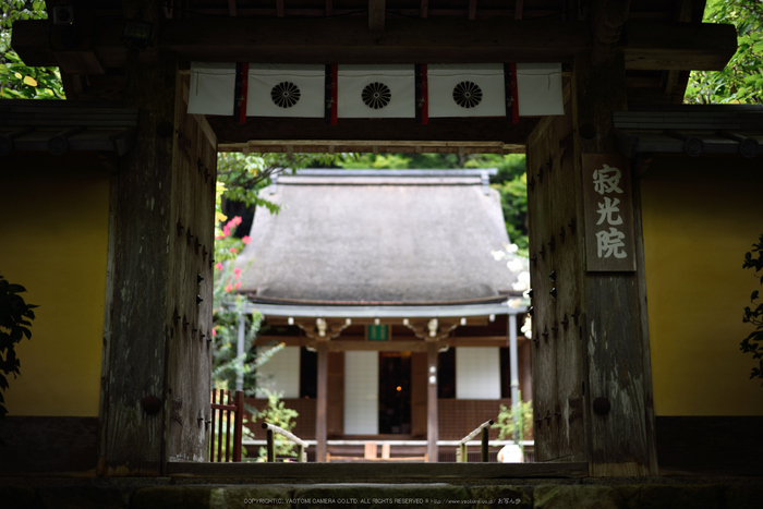 寂光院,シュウカイドウ(DSC_0277,F2,50mm,D810)2014yaotomi_.jpg