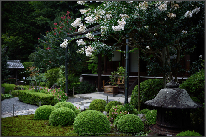 寂光院,シュウカイドウ(DSC_0280,D810)2014yaotomi_Top.jpg