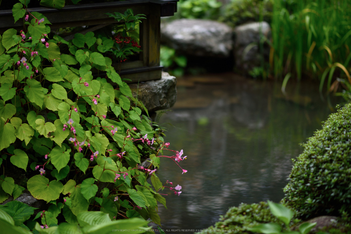 寂光院,シュウカイドウ(DSC_0286,F2,85mm,D810)2014yaotomi_.jpg