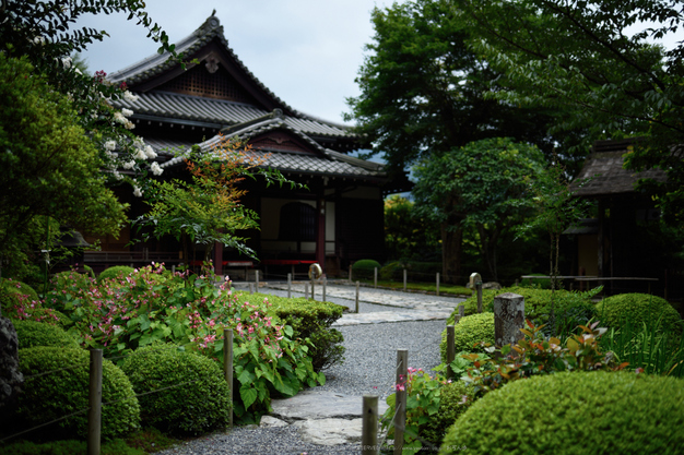 寂光院,シュウカイドウ(DSC_0295,F1.8,35mm,D810)2014yaotomi_.jpg