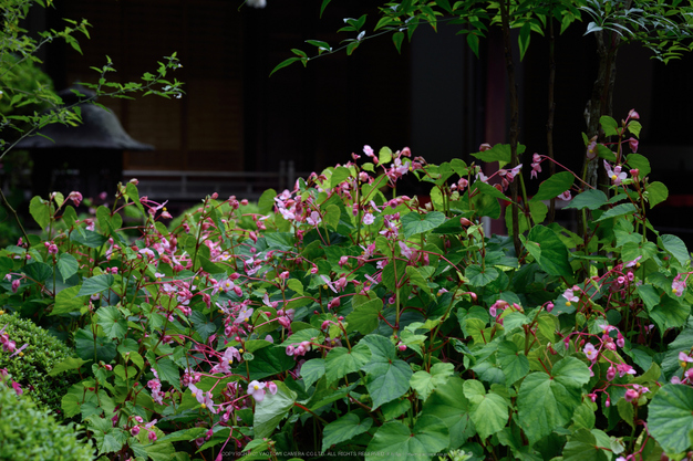 寂光院,シュウカイドウ(DSC_0300,F6.3,85mm,D810)2014yaotomi_.jpg