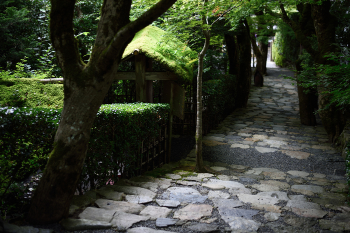 寂光院,シュウカイドウ(DSC_0332,F2,50mm,D810)2014yaotomi_.jpg