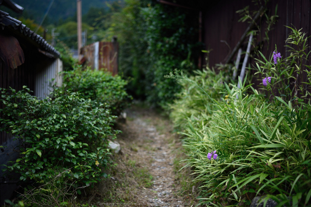 寂光院,シュウカイドウ(DSC_0352,F2,50mm,D810)2014yaotomi_.jpg