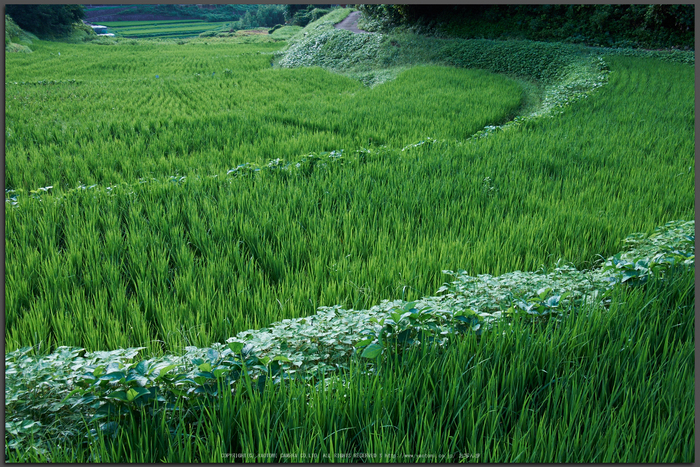 明日香,稲渕(DSCF7498,22.4mm,F9,Top)2014yaotomi_.jpg