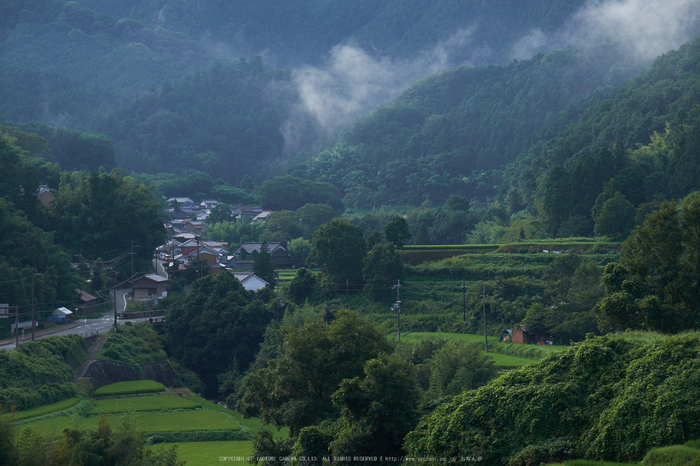 明日香,稲渕(DSCF7512,83.3mm,F9,XT1)2014yaotomi_.jpg