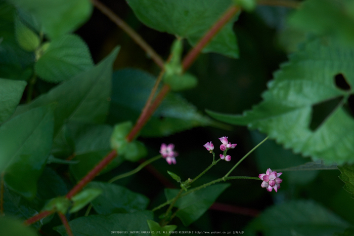 明日香,稲渕(DSCF7522,116.1mm,F5.6,XT1)2014yaotomi_.jpg