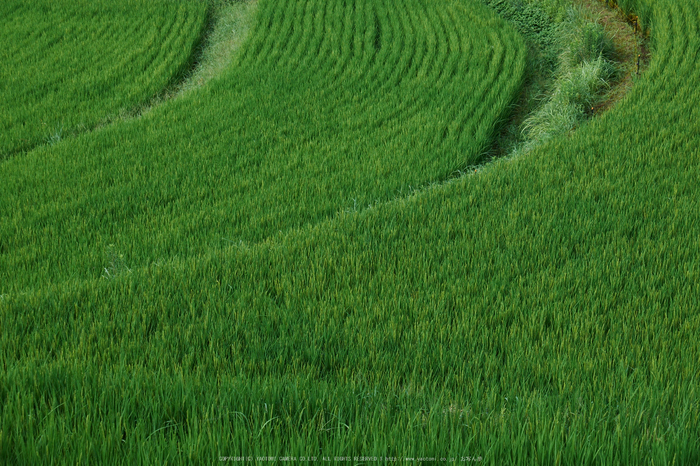 明日香,稲渕(DSCF7531,46.6mm,F8,XT1)2014yaotomi_.jpg