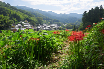 明日香,稲渕,彼岸花(P9170399,16mm,F5,EM1)2014yaotomi_.jpg