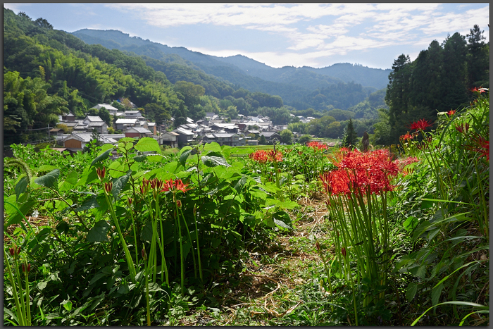 明日香,稲渕,彼岸花(P9170399,Top)2014yaotomi_.jpg