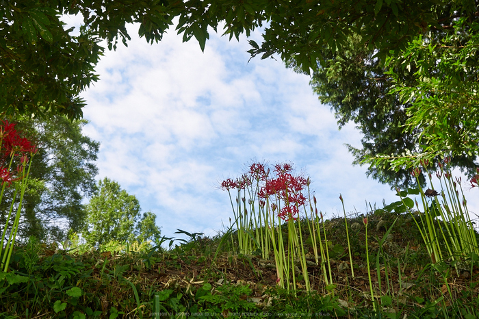 明日香,稲渕,彼岸花(P9170403,21mm,F5,EM1)2014yaotomi_.jpg