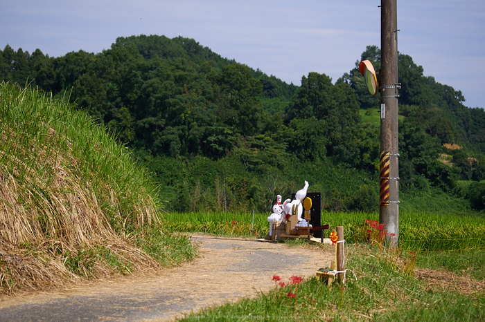 明日香,稲渕,彼岸花(P9170417,64mm,F3.5,EM1)2014yaotomi_.jpg