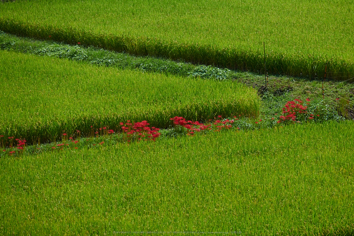 明日香,稲渕,彼岸花(P9170435,100mm,F4.5,EM1)2014yaotomi_.jpg