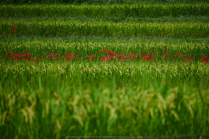 明日香,稲渕,彼岸花(P9170436,100mm,F3.2,EM1)2014yaotomi_.jpg