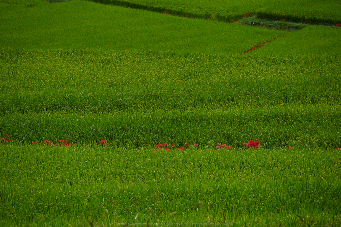 明日香,稲渕,彼岸花(P9170445,100mm,F4.5,EM1)2014yaotomi_.jpg