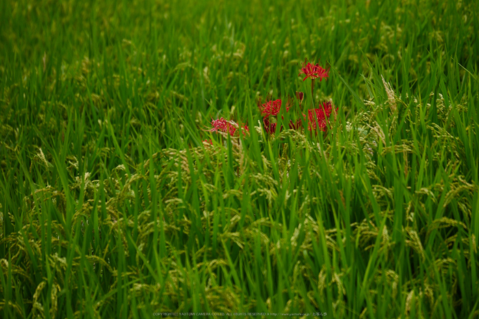 明日香,稲渕,彼岸花(P9170446,100mm,F3.2,EM1)2014yaotomi_.jpg