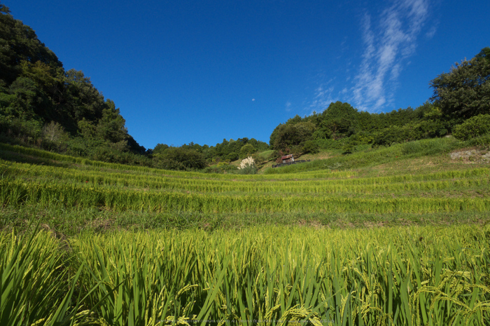 明日香,稲渕,案山子ロード(IMGP0119(RAW),3.8mm,F5.6,QS1)2014yaotomi_.jpg