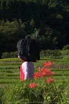 明日香,稲渕,案山子ロード(IMGP0180(RAW),24.8mm,F3.5,QS1)2014yaotomi_.jpg