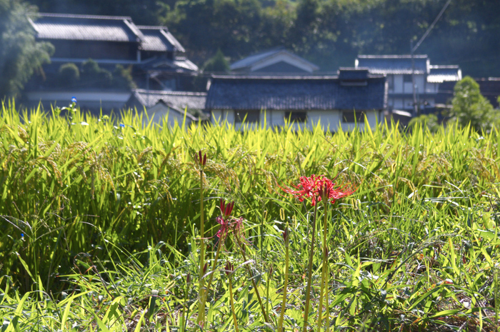 明日香,稲渕,案山子ロード(IMGP0200(RAW),29.4mm,F4.5,QS1)2014yaotomi_.jpg