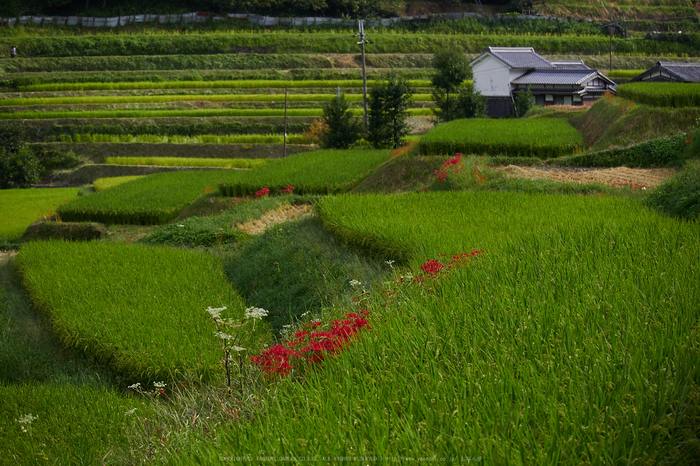 明日香,細川,彼岸花(P9170304,49mm,F3.5,EM1)2014yaotomi_.jpg