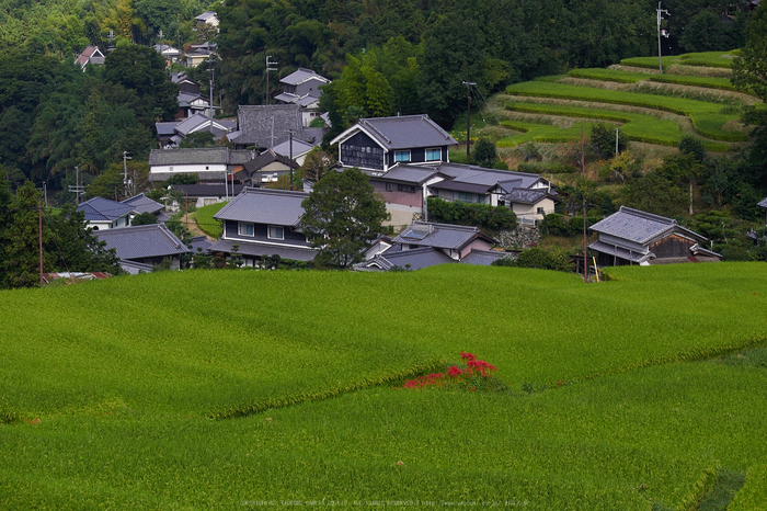 明日香,細川,彼岸花(P9170306,59mm,F6.3,EM1)2014yaotomi_.jpg