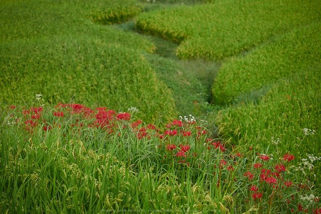 明日香,細川,彼岸花(P9170312,49mm,F3.2,EM1)2014yaotomi_.jpg