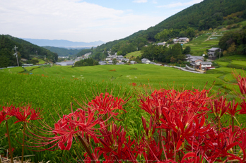 明日香,細川,彼岸花(P9170316,12mm,F9,EM1)2014yaotomi_.jpg