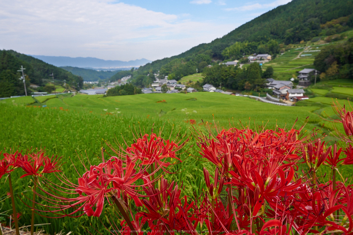 明日香,細川,彼岸花(P9170316,12mm,F9,EM1)2014yaotomi_.jpg