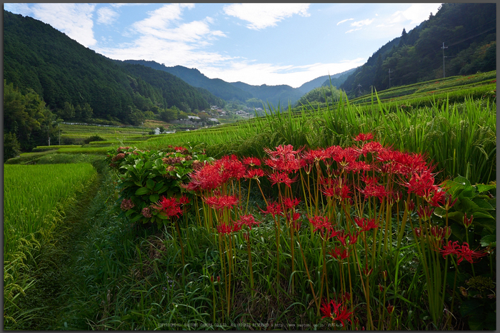 明日香,細川,彼岸花(P9170321,Top)2014yaotomi_.jpg