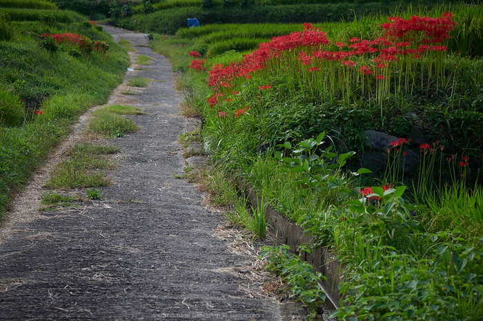 明日香,細川,彼岸花(P9170327,40mm,F3.5,EM1)2014yaotomi_.jpg